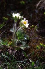 Anemone narcissiflora, 30 mai 2003, Lac Bersau (64)