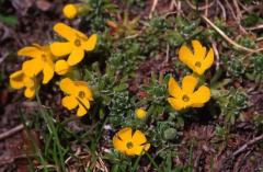 Androsace vitaliana, 30 mai 2003, Lac Bersau (64)