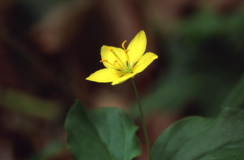 Lysimachia nemorum, 1 juin 2003, Lasseube (64)