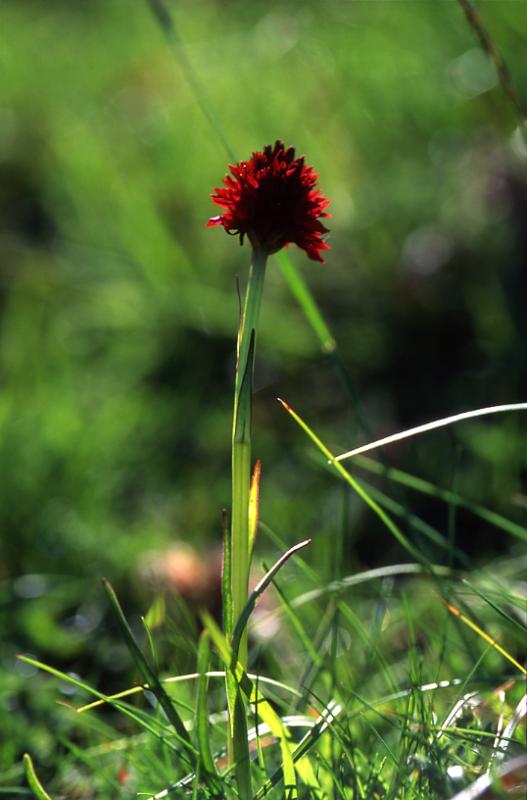 Nigritella austriaca, 7 juin 2003, Valle d'Aspe (64)