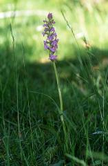 Gymnadenia conopsea, 7 juin 2003, Valle d'Aspe (64)