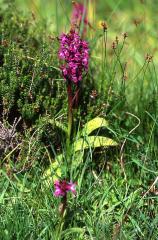 Dactylorhiza alpestris, 7 juin 2003, Valle d'Aspe (64)