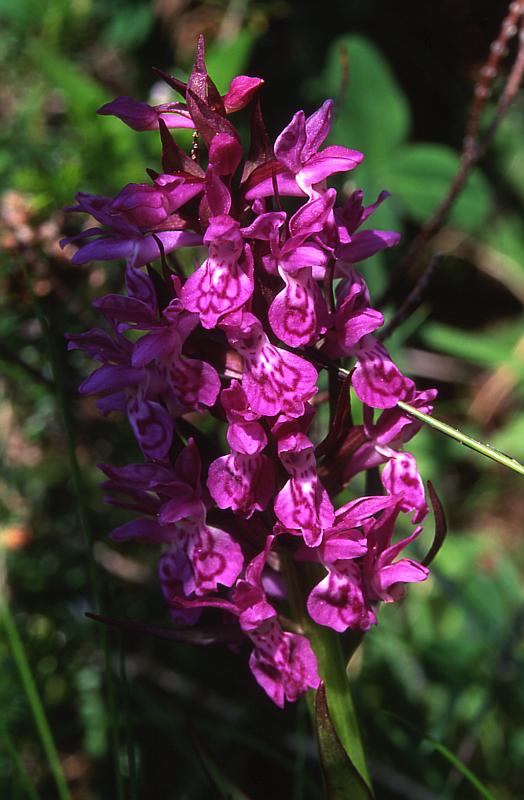 Dactylorhiza alpestris, 7 juin 2003, Valle d'Aspe (64)