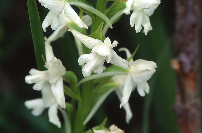 Gymnadenia conopsea, 8 juin 2003, Simorre (32)