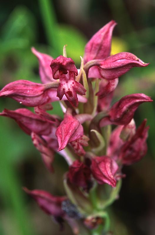 Orchis coriophora, 8 juin 2003, Simorre (32)