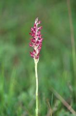 Orchis coriophora, 8 juin 2003, Simorre (32)