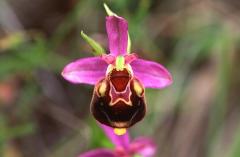 Ophrys aegirtica, 8 juin 2003, Simorre (32)