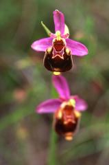 Ophrys aegirtica, 8 juin 2003, Simorre (32)