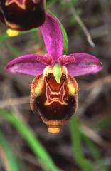 Ophrys aegirtica, 8 juin 2003, Simorre (32)