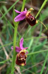 Ophrys aegirtica, 8 juin 2003, Simorre (32)