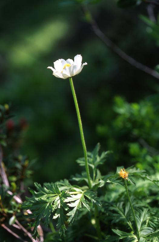 Pulsatilla alpina, 9 juin 2003, Bious Artigues (64)