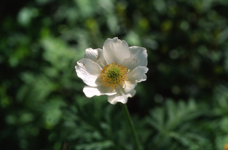 Pulsatilla alpina, 9 juin 2003, Bious Artigues (64)