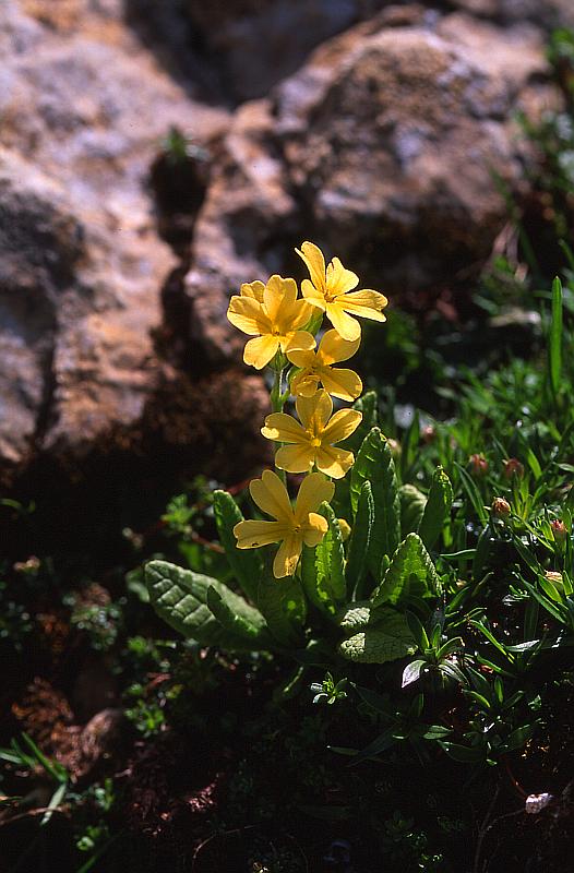 Primula intricata, 9 juin 2003, Bious Artigues (64)