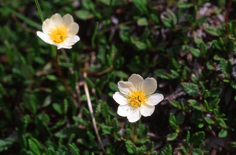 Dryas octopetala, 14 juin 2003, Ansabre (64)