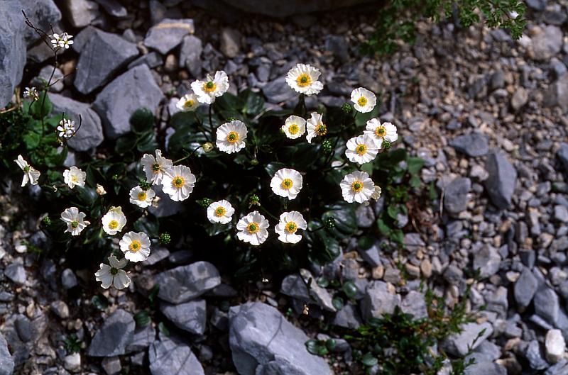 Ranunculus parnassifolius, 14 juin 2003, Ansabre (64)