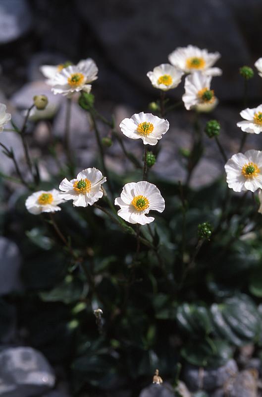 Ranunculus parnassifolius, 14 juin 2003, Ansabre (64)