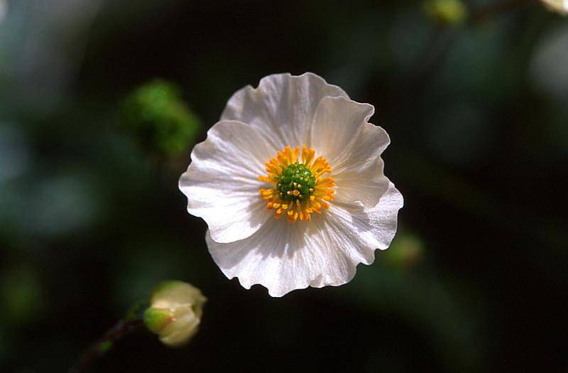 Ranunculus parnassifolius, 14 juin 2003, Ansabre (64)