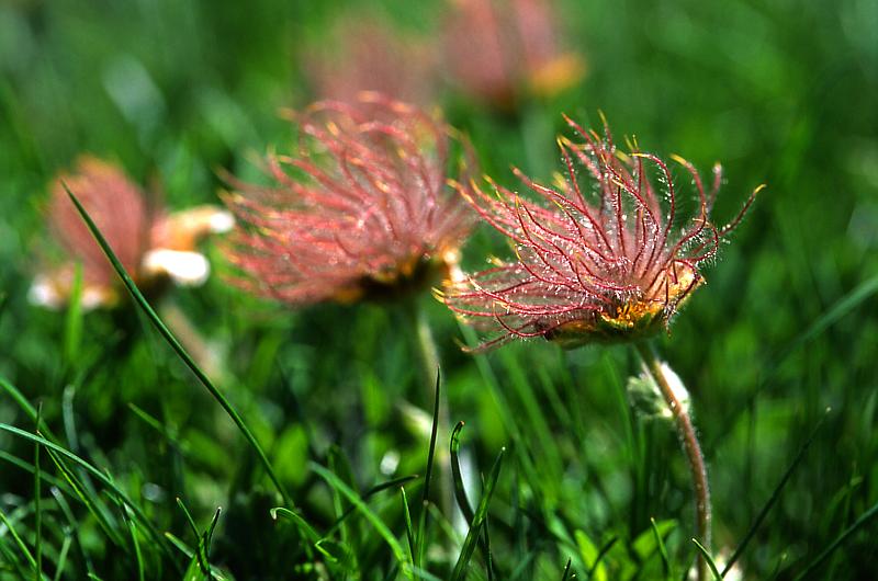 Geum montanum, 21 juin 2003, Lac Paradis (64)