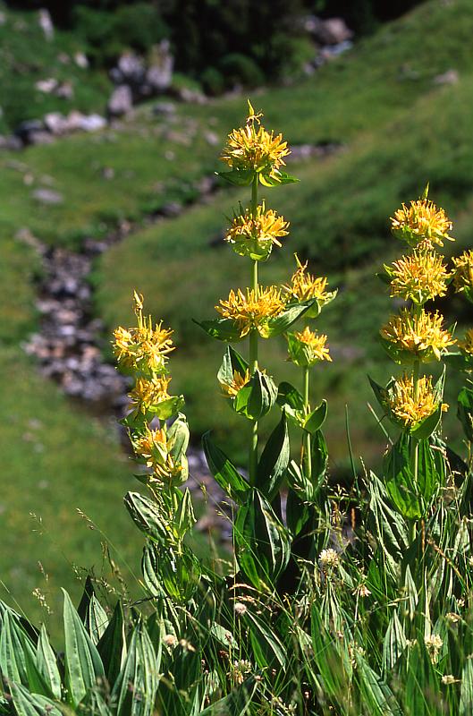 Gentiana lutea, 21 juin 2003, Bious Artigues (64)