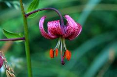 Lilium martagon, 21 juin 2003, Bious Artigues (64)