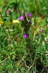 Gentianella campestris, 22 juin 2003, Formigal (Aragon)