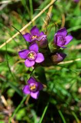 Gentianella campestris, 22 juin 2003, Formigal (Aragon)