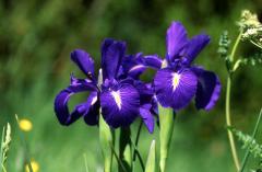 Iris latifolia, 22 juin 2003, Formigal (Aragon)