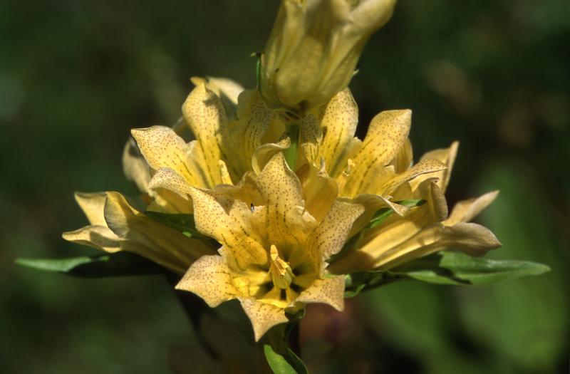 Gentiana burseri, 29 juin 2003, Bious Artigues (64)