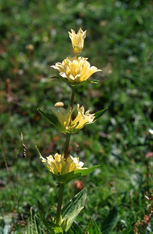 Gentiana burseri, 29 juin 2003, Bious Artigues (64)