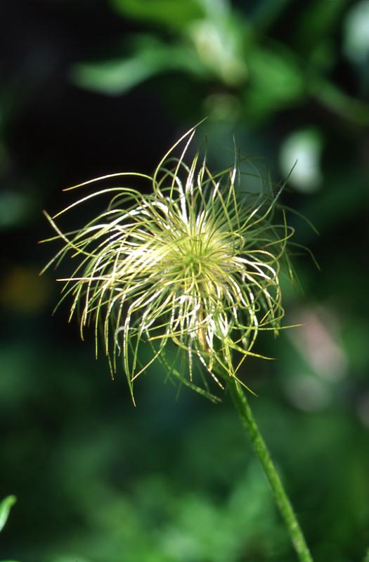 Pulsatilla alpina, 29 juin 2003, Bious Artigues (64)