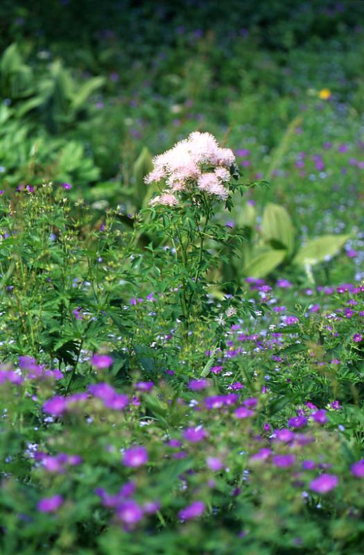 Thalictrum aquilegifolium, 29 juin 2003, Bious Artigues (64)