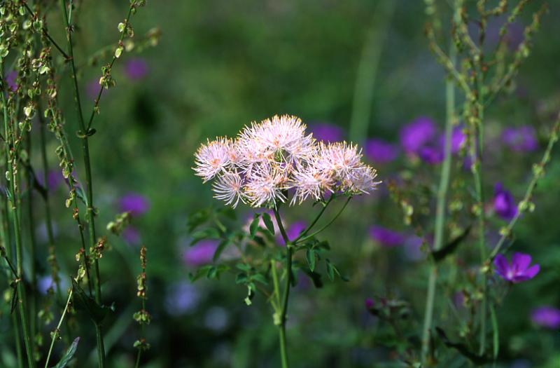 Thalictrum aquilegifolium, 29 juin 2003, Bious Artigues (64)