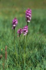 Dactylorhiza maculata, 7 juillet 2003, Col du Pourtalet (64)