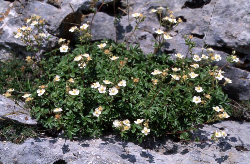 Potentilla alchimilloides, 7 juillet 2003, Pourtalet (64)