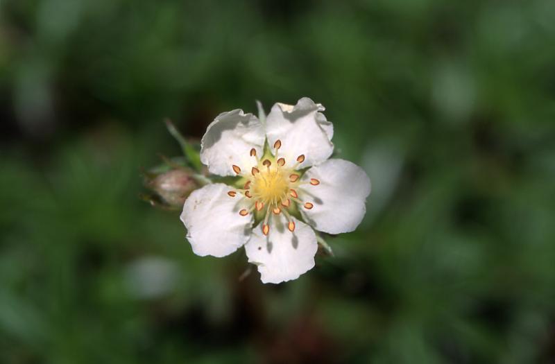 Potentilla alchimilloides, 7 juillet 2003, Pourtalet (64)