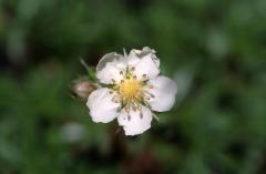 Potentilla alchimilloides, 7 juillet 2003, Pourtalet (64)