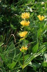 Gentiana marcailhouana, 7 juillet 2003, Col du Pourtalet (Aragon)