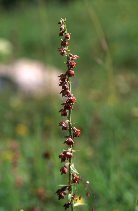 Epipactis atrorubens, 7 juillet 2003, Formigal (Aragon)