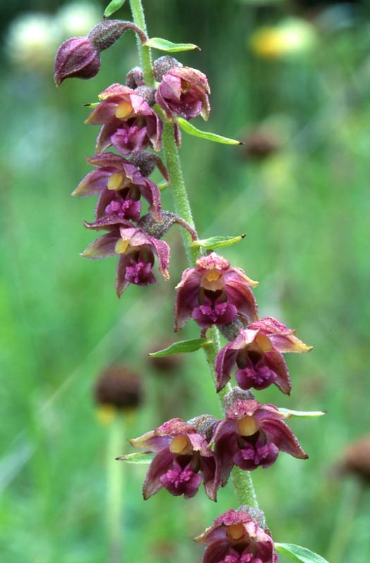 Epipactis atrorubens, 7 juillet 2003, Formigal (Aragon)