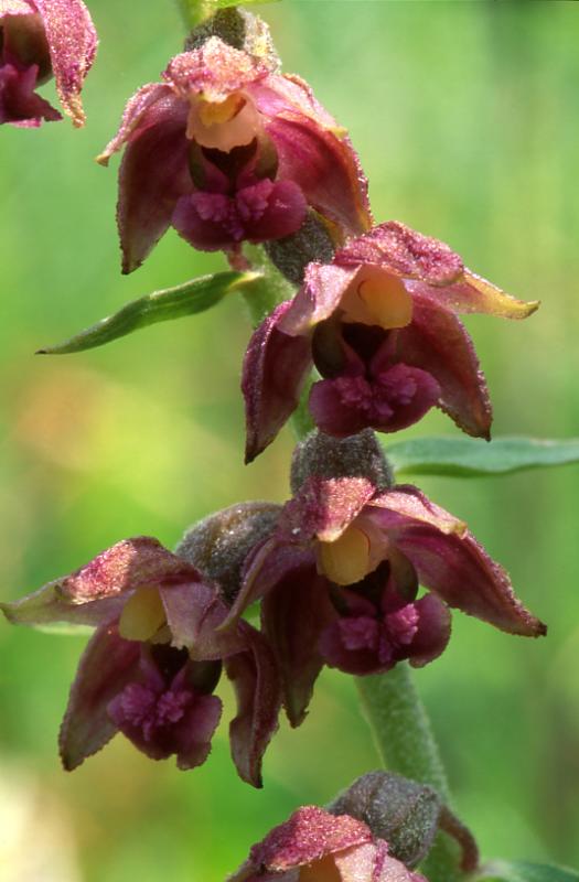 Epipactis atrorubens, 7 juillet 2003, Formigal (Aragon)