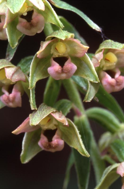 Epipactis helleborine, 14 juillet 2003, Lac d'Estaens (64)