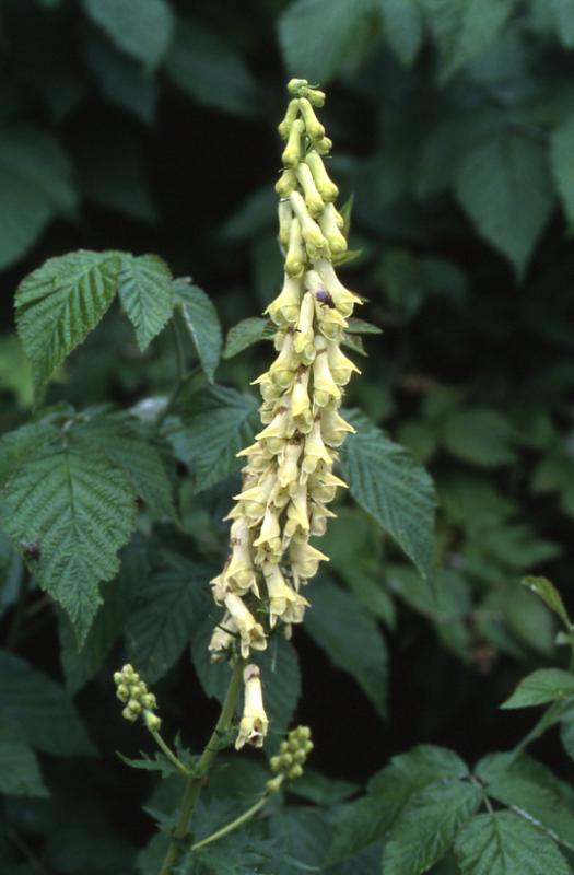 Aconitum vulparia, 14 juillet 2003, Lac d'Estaens (64)