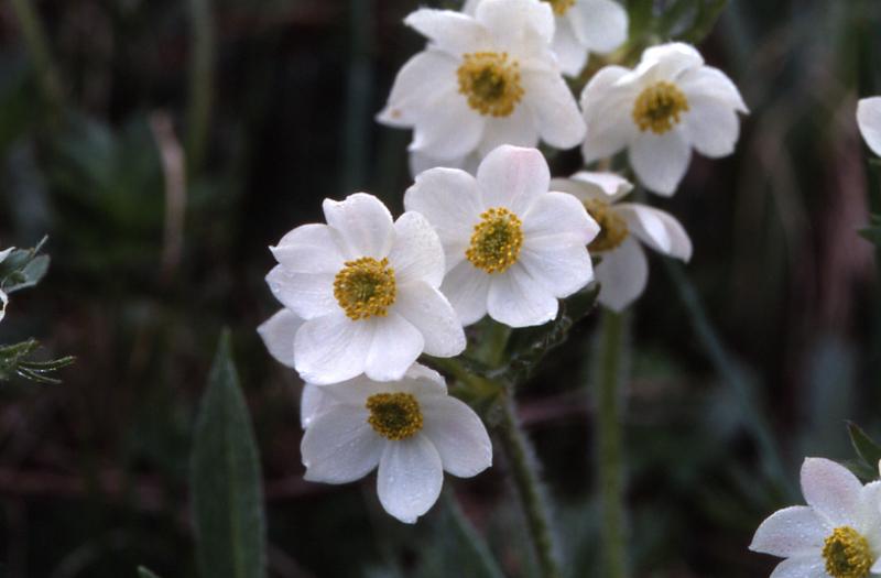 Anemone narcissiflora, 24 mai 2003, Pourtalet (64)