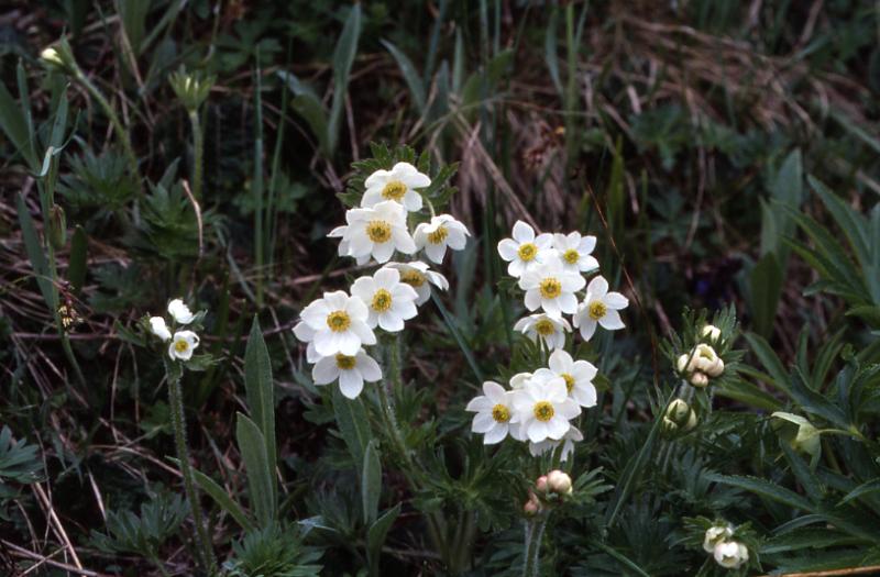 Anemone narcissiflora, 24 mai 2003, Pourtalet (64)