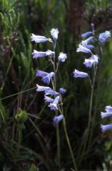 Brimeura amethystina, 17 mai 2003, Puerto de Oroel, Jaca (Aragon)