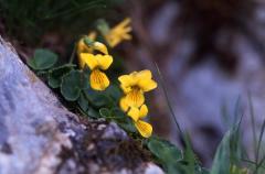 Viola biflora,  juillet 2003, Ossau (64)