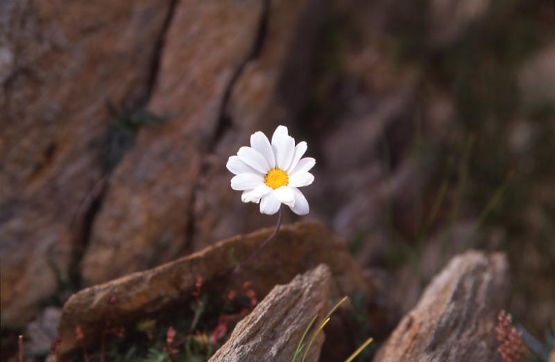 Leucanthemopsis alpina, 31 aot 2003, Pic du Midi d'Ossau (64)