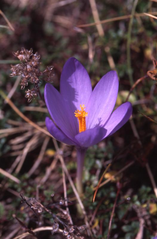 Crocus nudiflorus, 13 septembre 2003, Lacs d'Ayous (64)