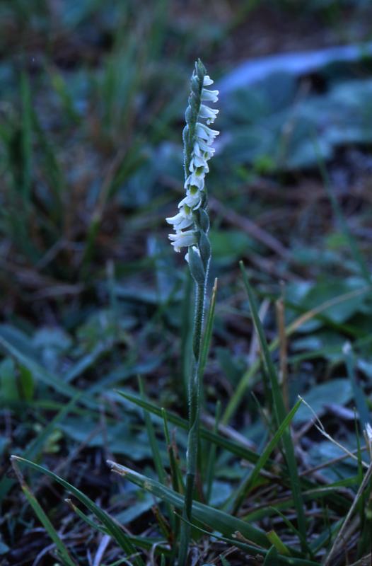 Spiranthes spiralis, 20 septembre 2003, Salies de Barn (64)