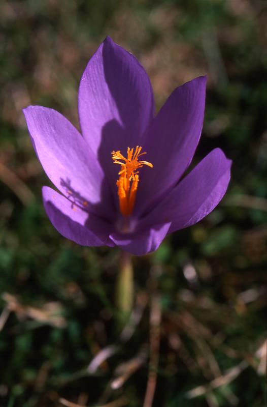 Crocus nudiflorus, 20 septembre 2003, Lacs d'Ayous (64)